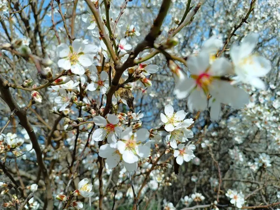 Almendros en flor, este viernes, en Alcal&aacute;.  - Juan Jos&eacute; Montiel