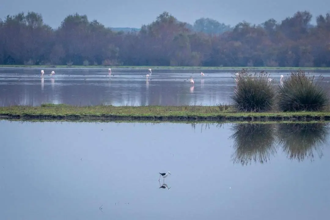 Do&ntilde;ana - Francisco J. Olmo - Europa Press