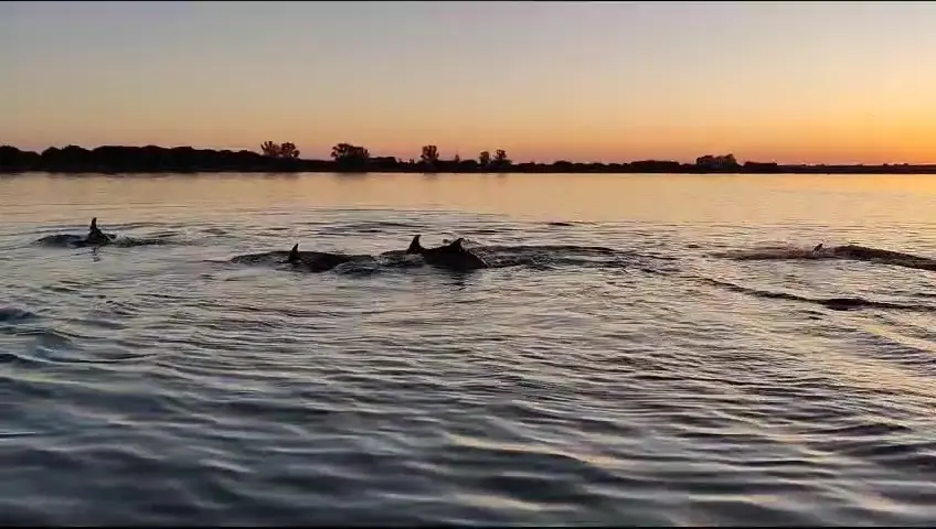 Un espect&aacute;culo para la vista: una manada de delfines por la r&iacute;a de Huelva