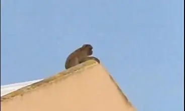 Mono de Gibraltar en La L&iacute;nea. - AI