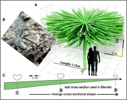 Descripci&oacute;n de los &aacute;rboles. - Current Biology