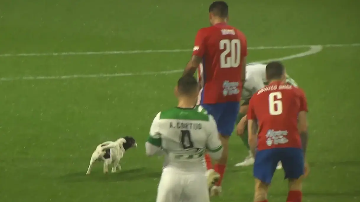 Un perro irrumpe en el campo en el partido entre Sanluque&ntilde;o y Algeciras