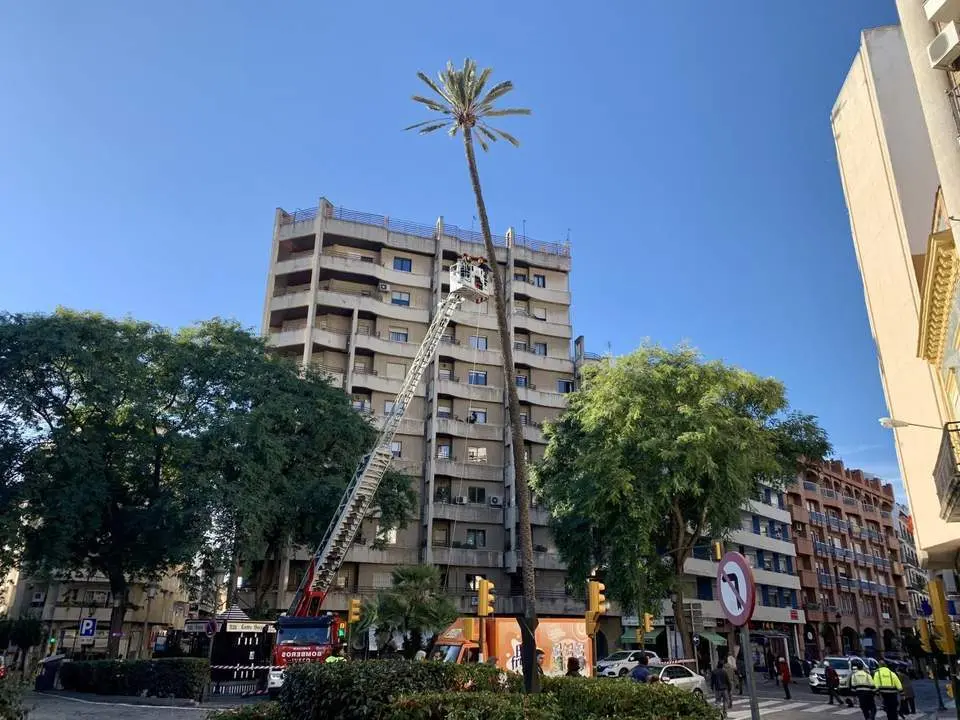 Revisi&oacute;n de la palmera. - VH