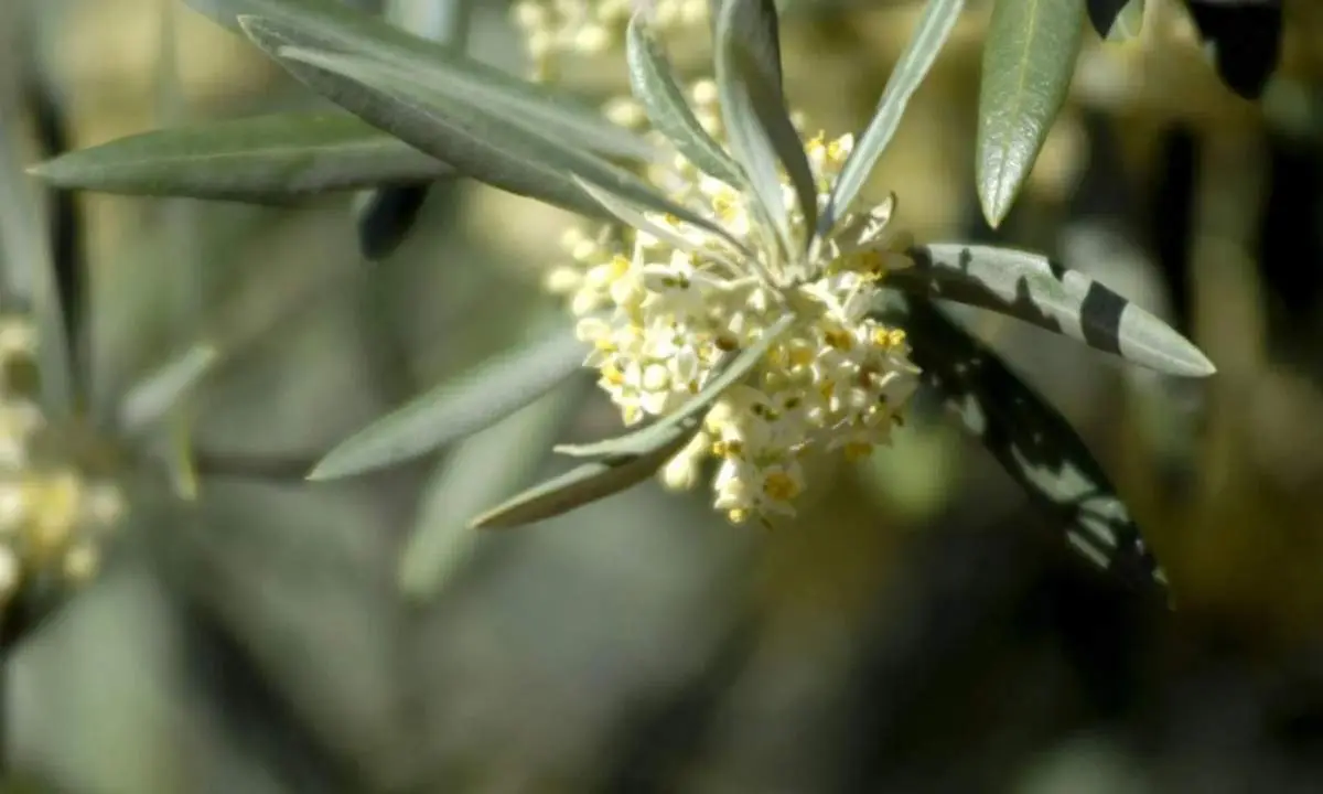 Flor de olivo. - EFE