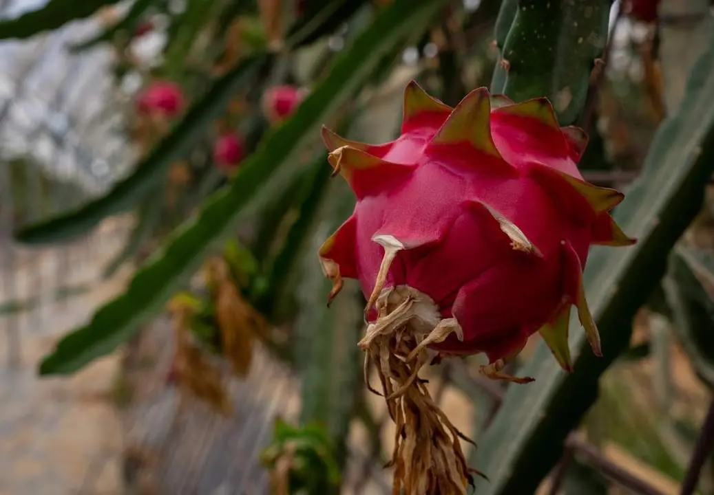 Plantaci&oacute;n de pitaya. - VH