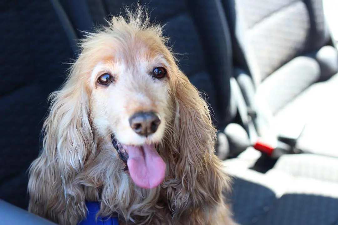 Un perro en el interior de una coche  - V. C. 