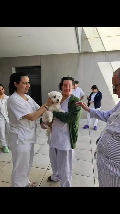 Copito, el bich&oacute;n malt&eacute;s que lleva la alegr&iacute;a a los pacientes del Hospital de La L&iacute;nea