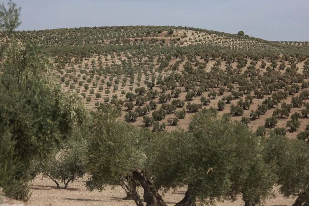 Olivar en Ja&eacute;n. - Roc&iacute;o Ruz.
