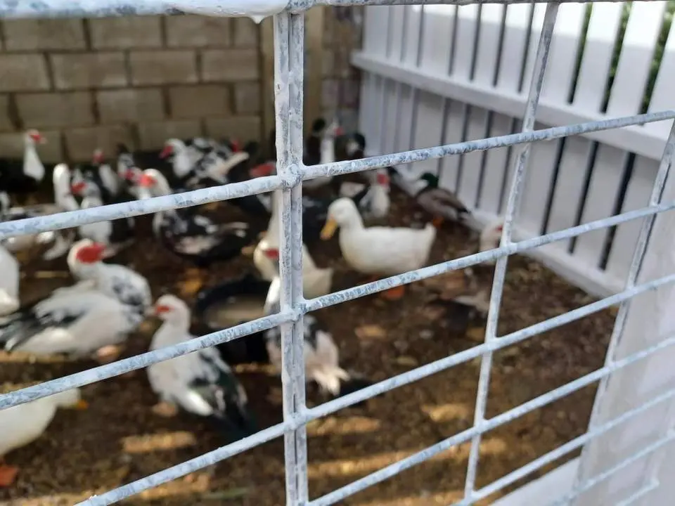 Patos del Parque Almirante Laulh&eacute;. - A.I.