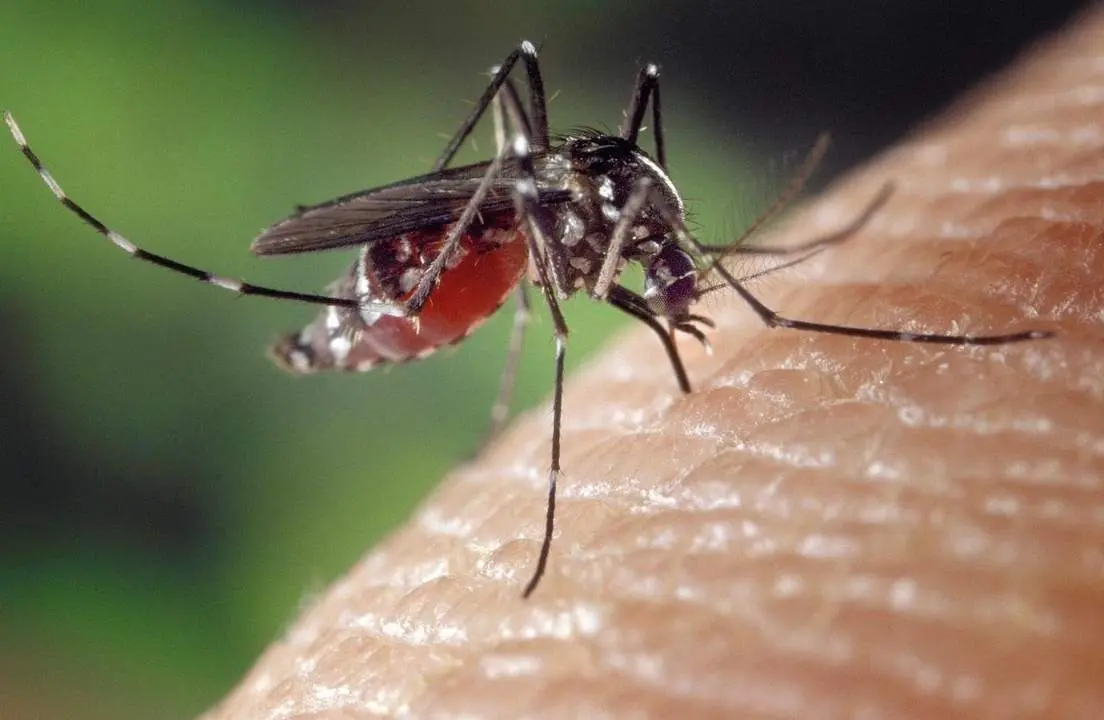 Imagen de archivo de un mosquito.  - JUNTA DE ANDALUC&Iacute;A