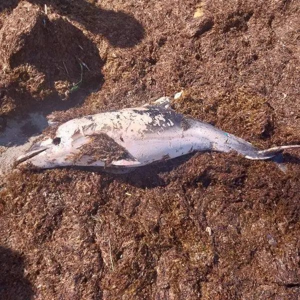 Delf&iacute;n muerto hallado en la playa de Los Manolos de La L&iacute;nea. - AI