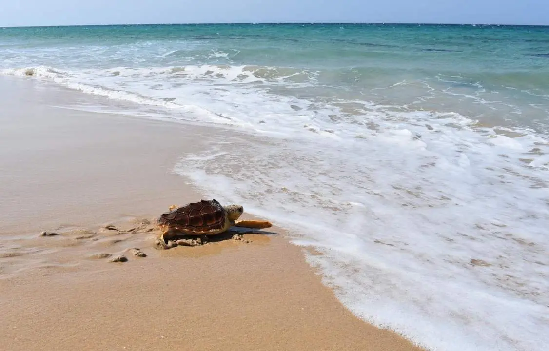 Tortuga boba. - Europa Press