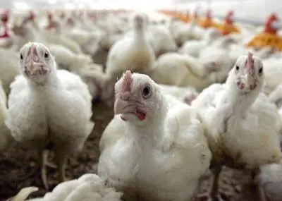 Imagen de archivo de una granja de pollos - AI