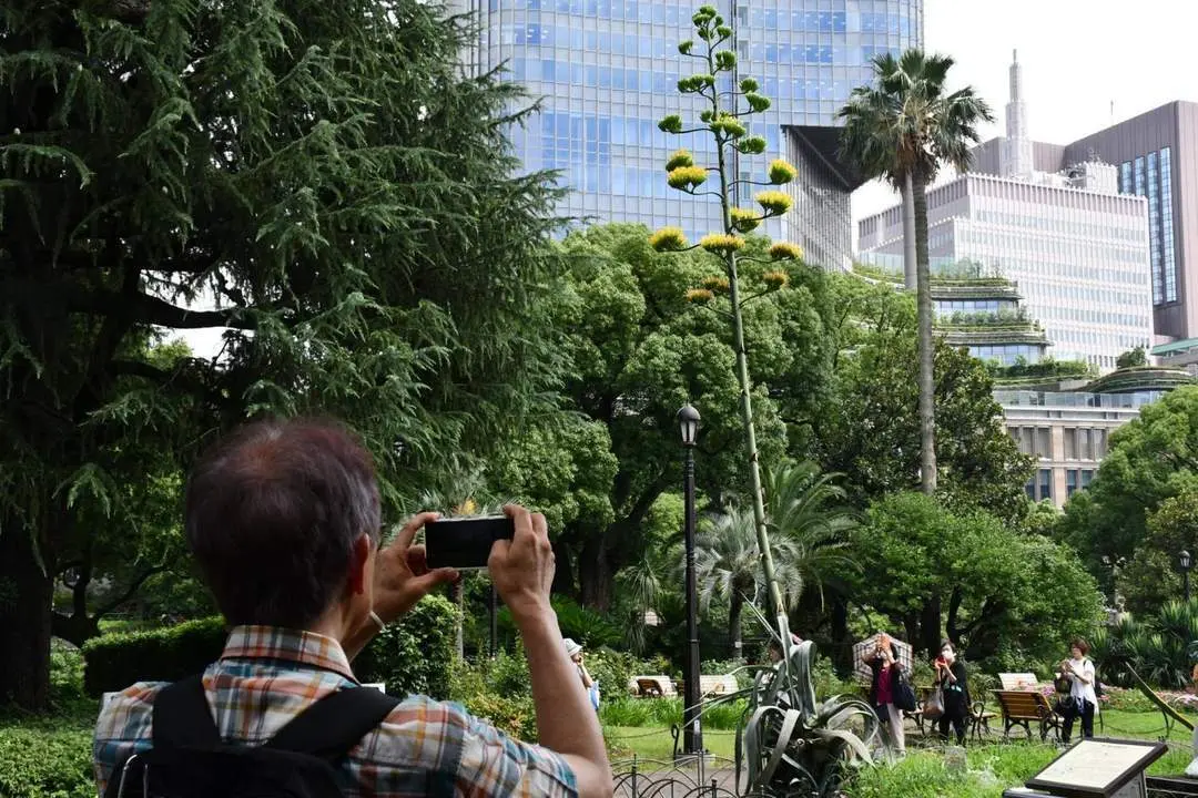 Una planta que florece una vez al siglo abre sus flores en Tokio. - EFE/ Edurne Morillo