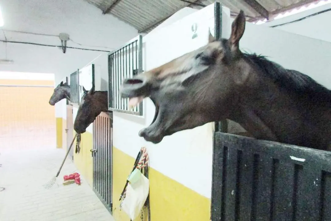 Tres caballos descansan en las cuadras ubicadas en Las Piletas - Ra&uacute;l J. Bustillos