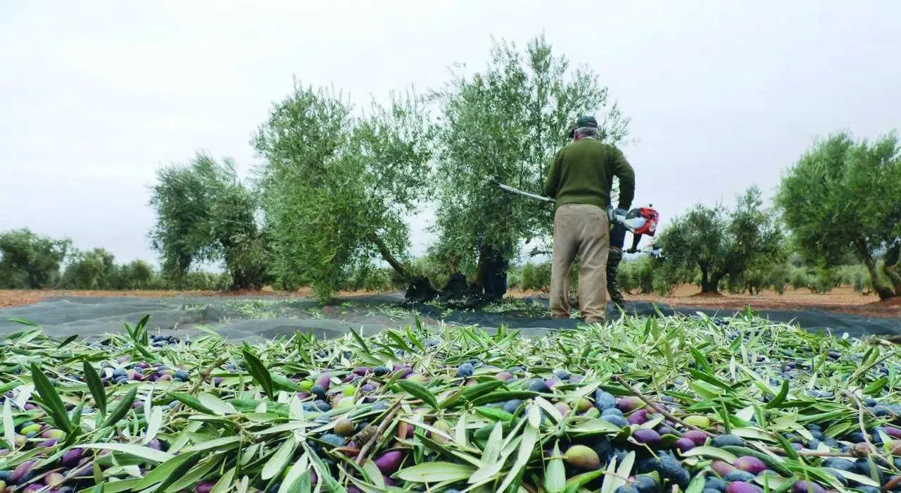 Recogida de aceituna - VIVA JA&Eacute;N