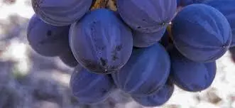 Uva La Melonera. - 