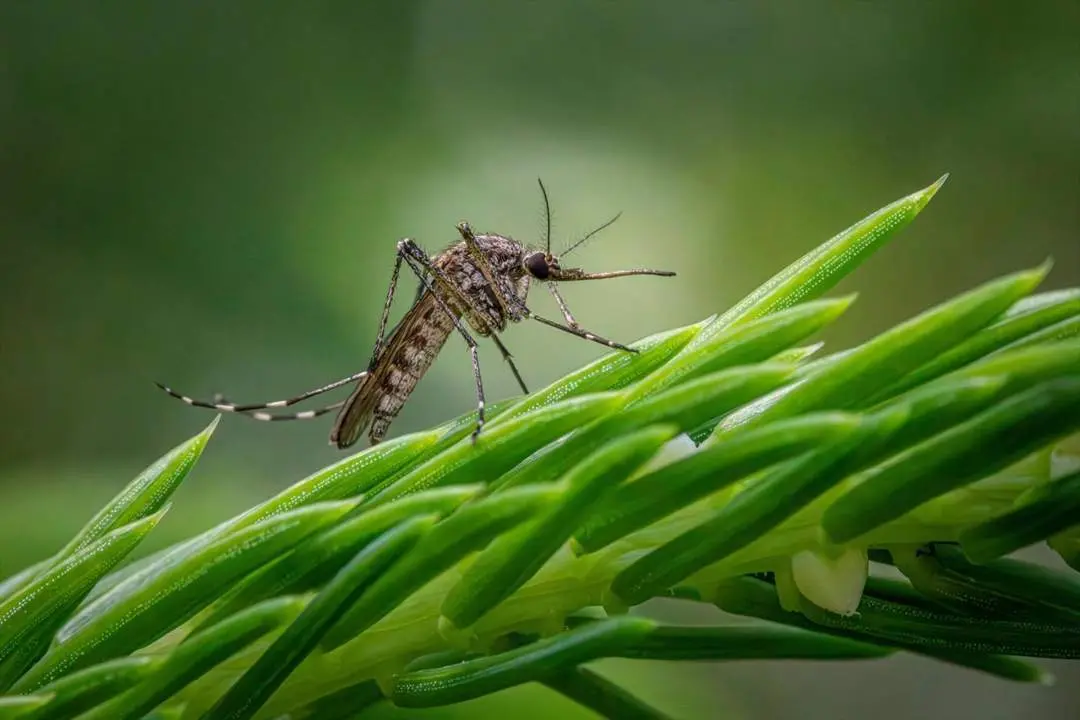 Mosquito transmisor del Virus del Nilo Occidental. - EP.