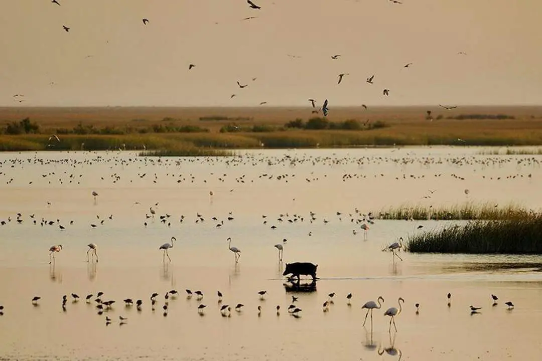 Sanl&uacute;car forma parte de los proyectos de Miteco en Do&ntilde;ana - AI