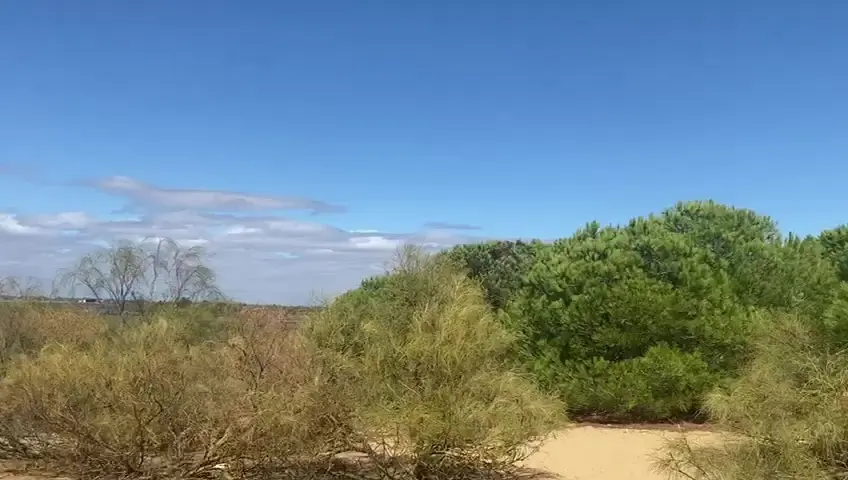 La Junta suelta en la Casita Azul de Isla Cristina un b&uacute;ho rehabilitado en el CREA
