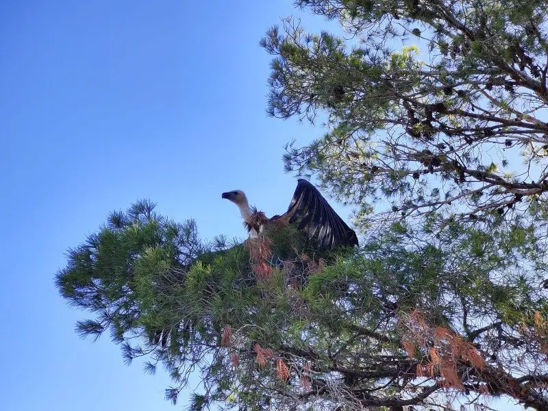 La nueva vida para tres ejemplares de buitre leonado liberados en M&aacute;laga