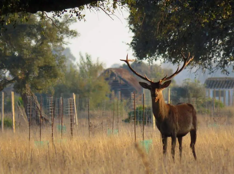 Ejemplar de Ciervo (Cervus elaphus) en Do&ntilde;ana - CSIC
