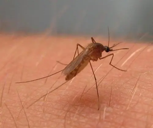 Mosquito del virus del Nilo. - E.P.