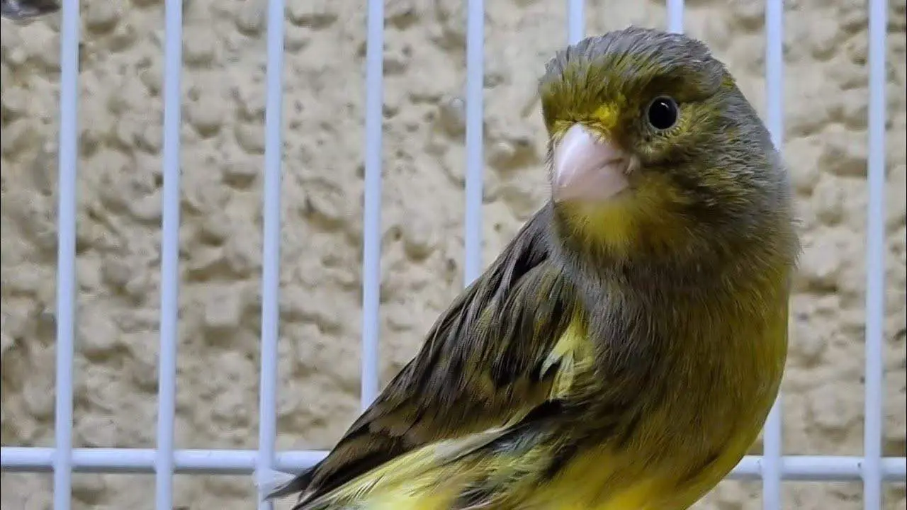 Ejemplar de canario timbrado - Aviario Ultreia
