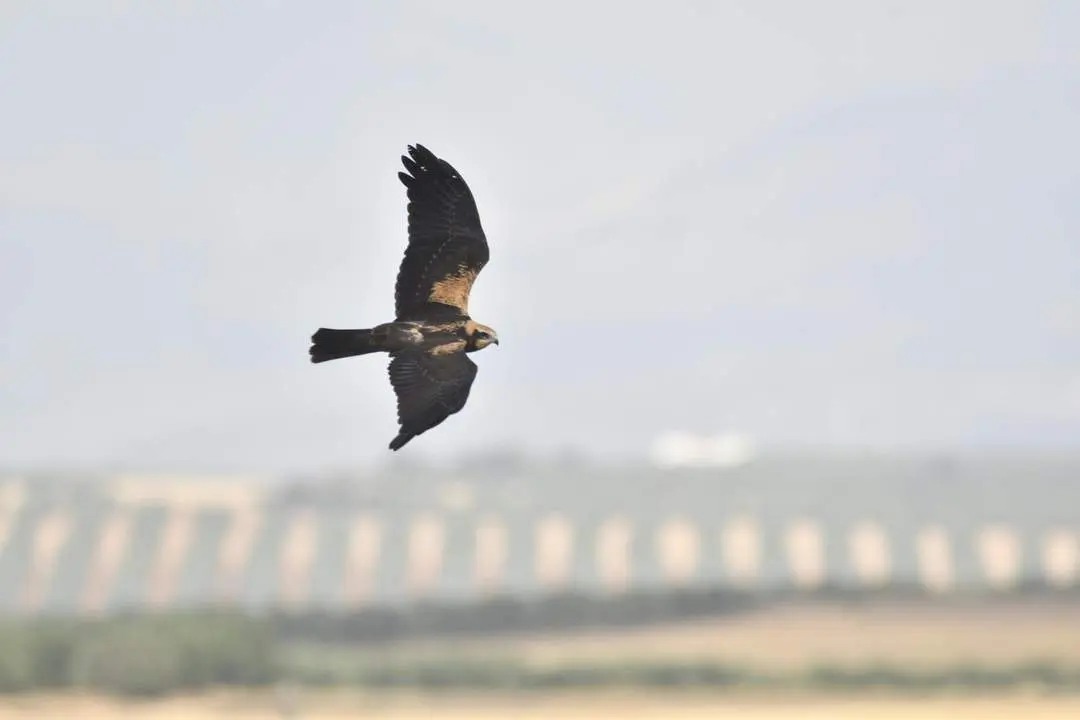 Ejemplar de aguilucho cenizo en Andaluc&iacute;a. - EP
