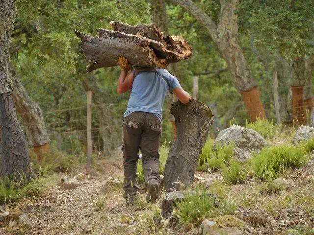 Superficies forestales. - SEMANAL