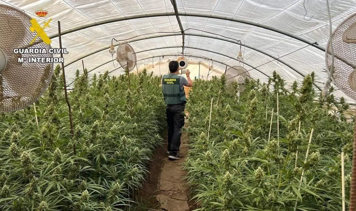 Una de las plantaciones intervenidas. - DGGC