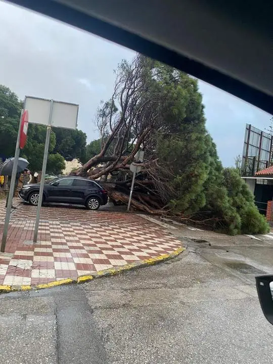&Aacute;rbol ca&iacute;do sobre veh&iacute;culos en Los Barrios. - AI
