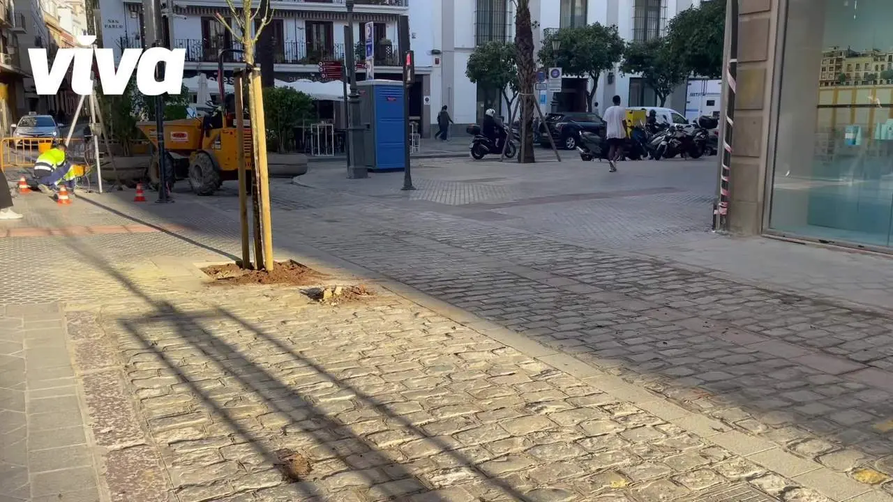 Sevilla planta 12 nuevos &aacute;rboles en la calle Zaragoza dentro del plan verde y sostenible