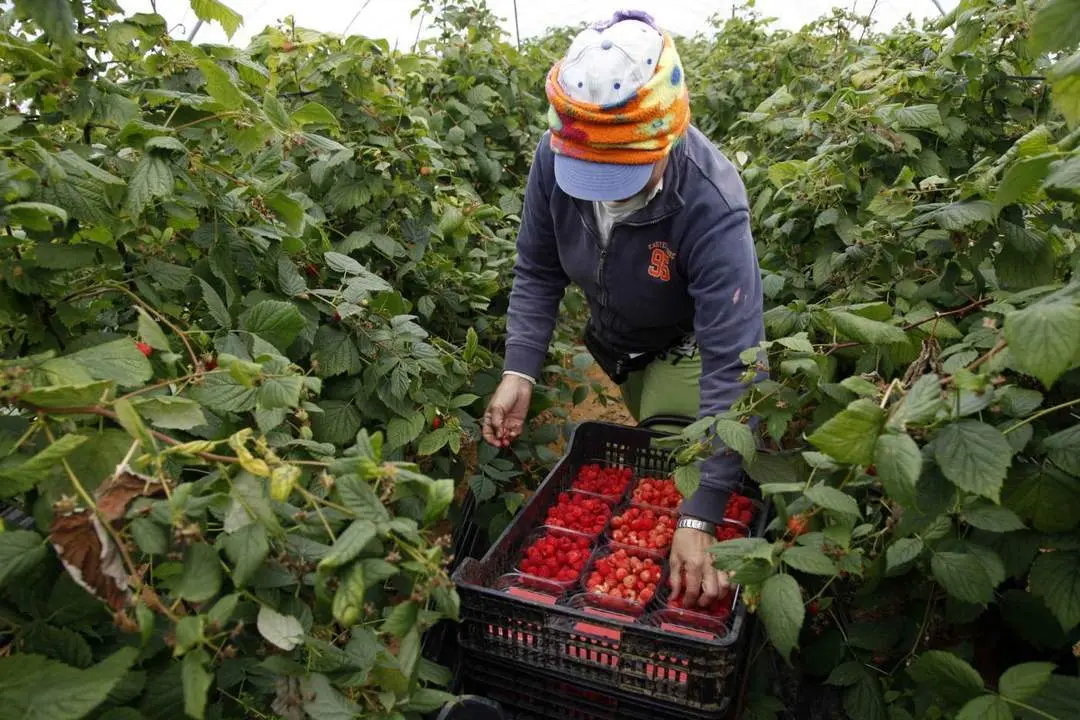 Recolecci&oacute;n de frambuesas. | VH.