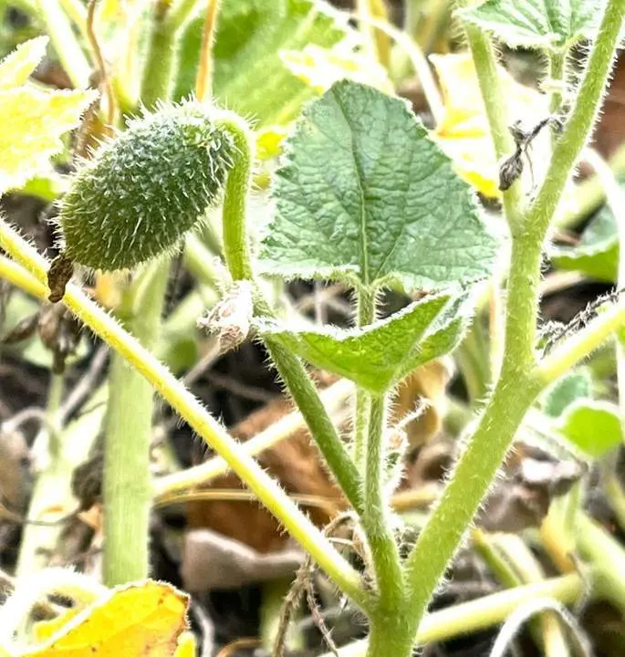 Planta de pepino del diablo. - EFE / Chris Thorogood / Universidad de Oxford