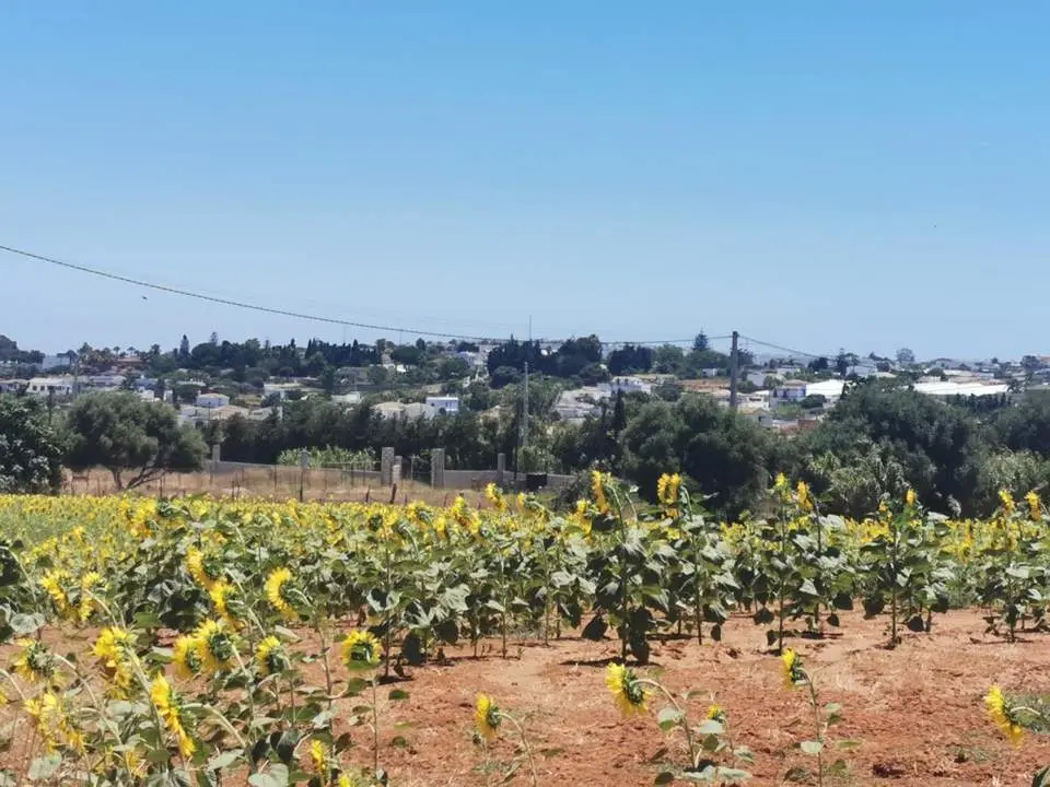 Viviendas irregulares en Conil. - 