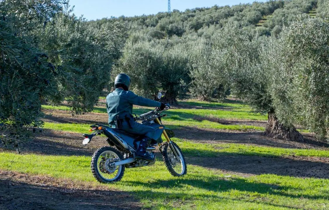 Guardia Civil en un olivar. - EFE/Jos&eacute; Manuel Pedrosa