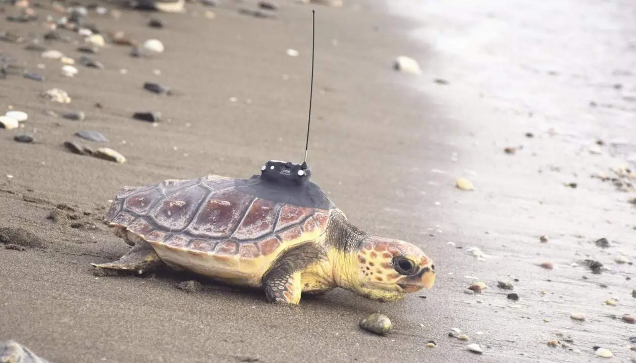 Tortuga boba liberada en Mijas y recuperada en el Cegma de Algeciras. - EFE