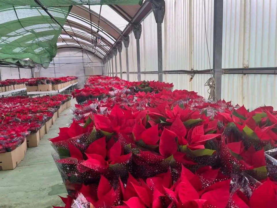 Flores de Pascua en el Vivero Provincial de la Diputaci&oacute;n de Huelva - Diputaci&oacute;n Huelva