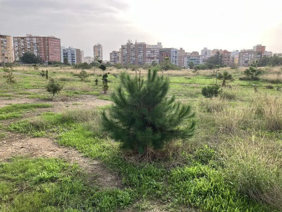 &Aacute;rboles plantados por las y los voluntarios. - BUM