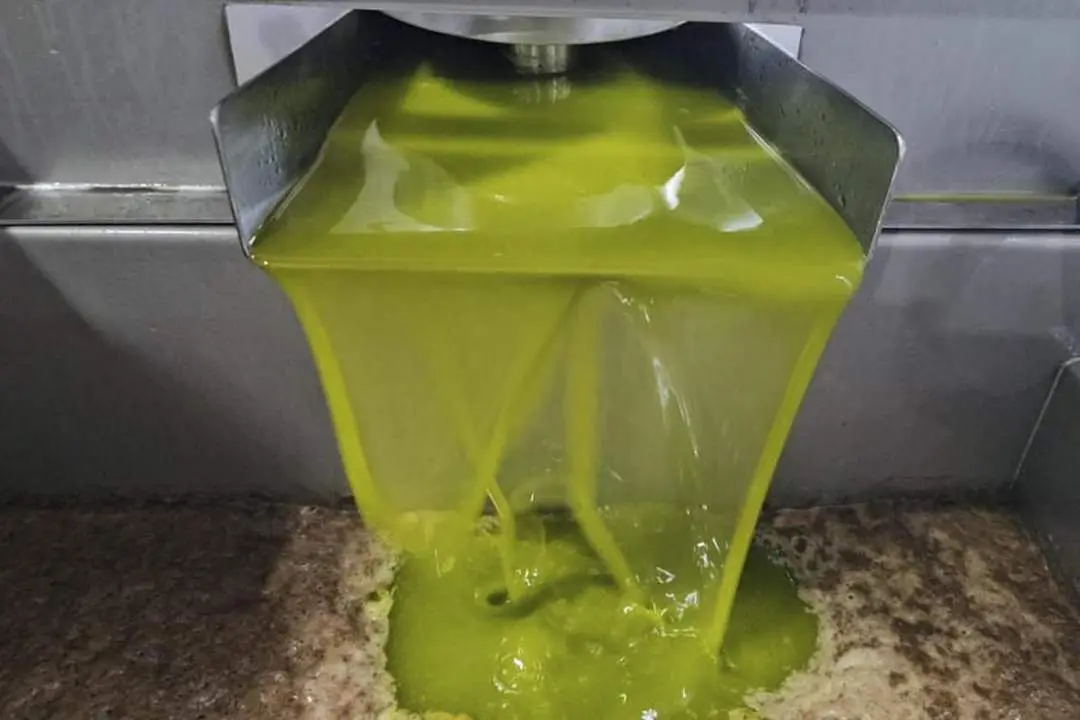 Aceite temprano. - EFE