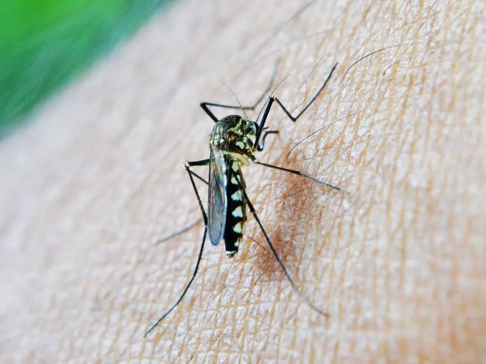 Mosquito transmisor. - EP