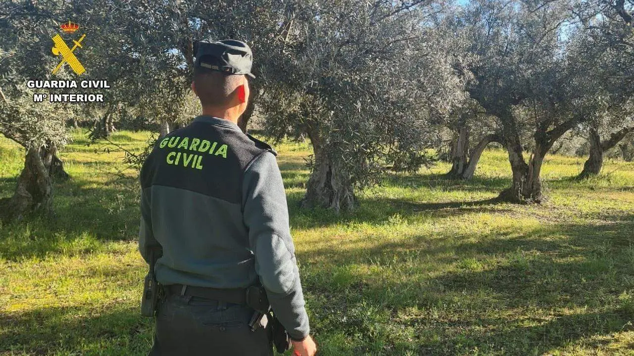Guardia Civil vigilando olivares. - EUROPA PRESS