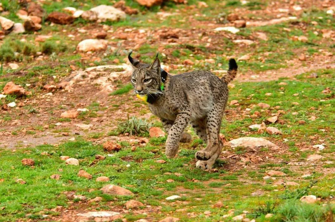 Lince. - Europa Press