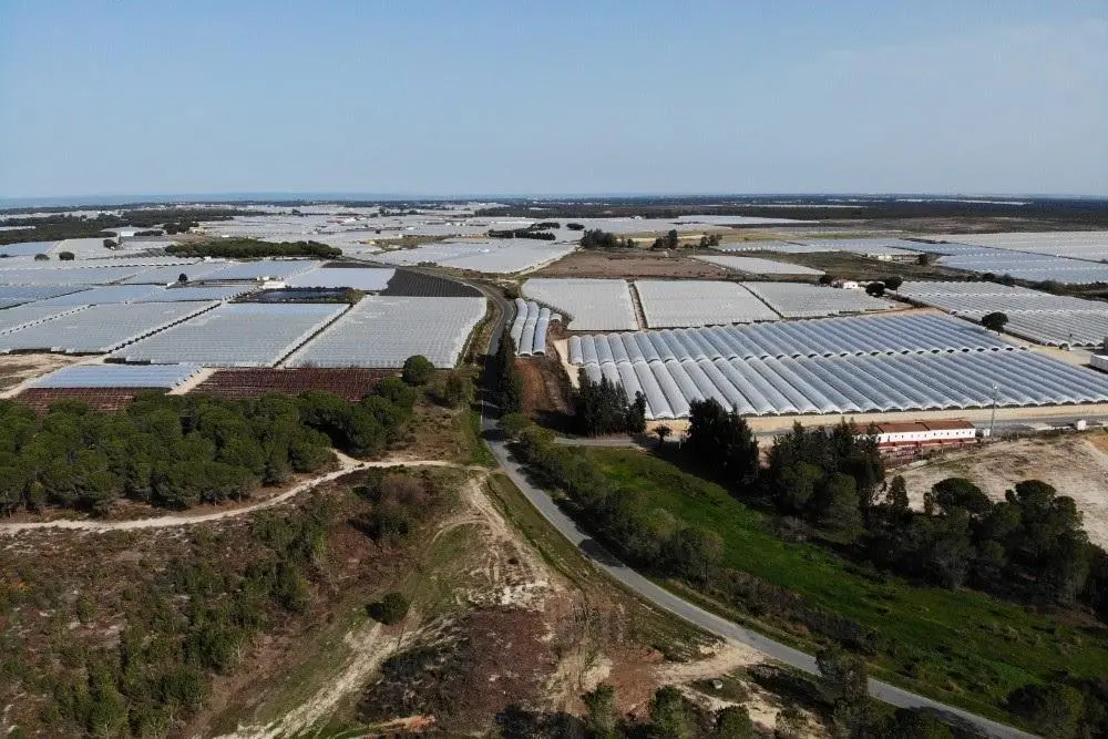 Vista &aacute;rea de una finca de regadios en Do&ntilde;ana. - WWF