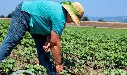 Sector agrario en Andaluc&iacute;a. - EUROPA PRESS