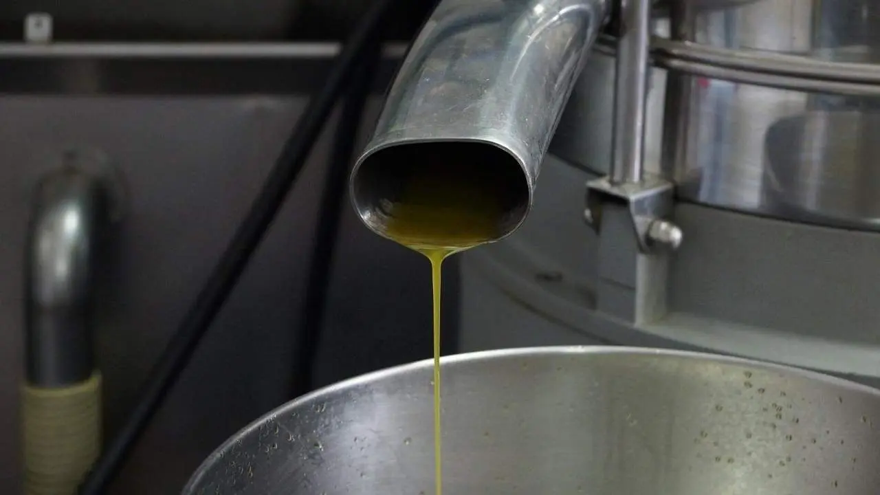 Imagen de archivo de producci&oacute;n de aceite de oliva. - 