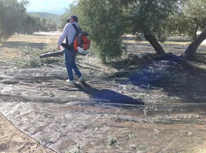 Olivareros recogiendo la aceituna. (Archivo) - AI
