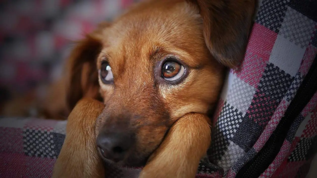 Un perro. - AI