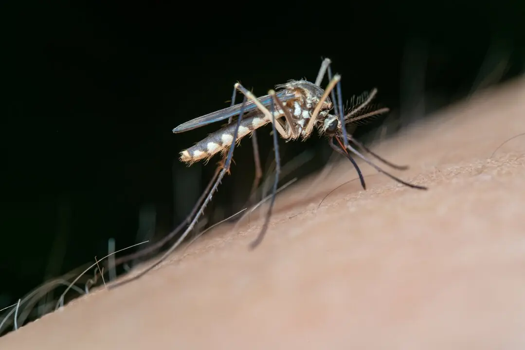 Mosquito transmisor del Virus del Nilo Occidental. | AI